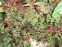 Selaginella erythropus (fam. Selaginellacees) (Du Costa Rica a la Bolivie) (4) (Photo F. Mrugala)